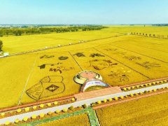 拥有稻渔综合种养省级示范区2个、市级示范区